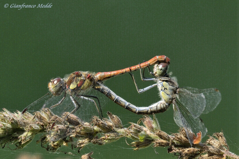 Scheda: Sympetrum striolatum